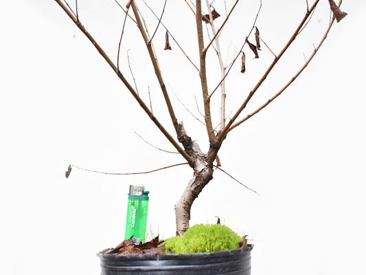 OLMO (Ulmus Minor)