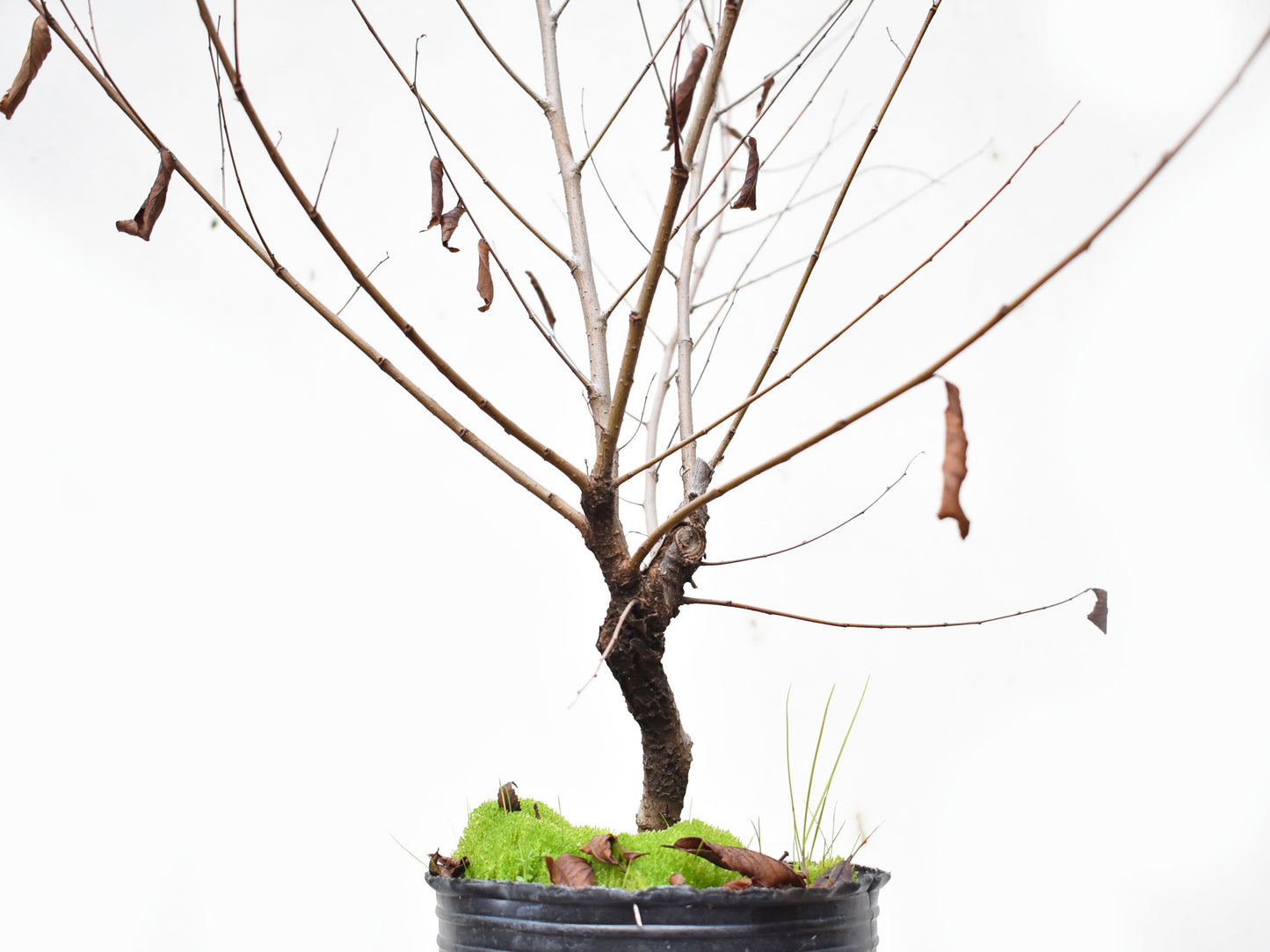 OLMO (Ulmus Minor)