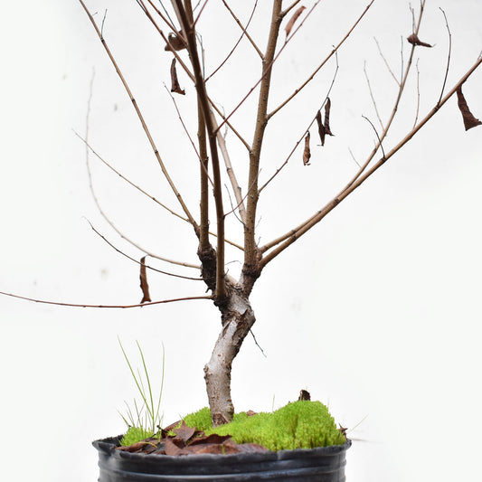 OLMO (Ulmus Minor)