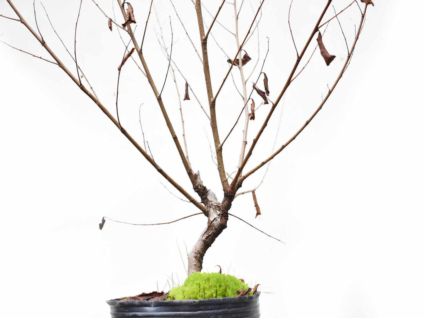 OLMO (Ulmus Minor)