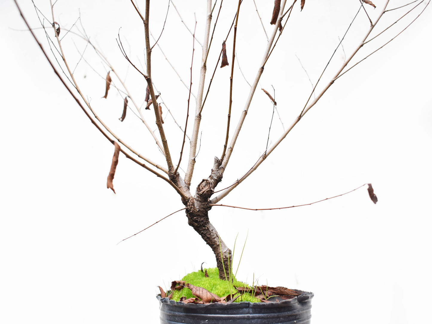 OLMO (Ulmus Minor)