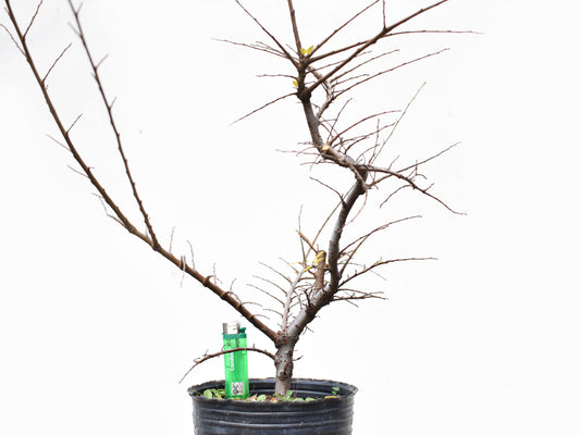 OLMO CHINO (Ulmus Parvifolia)