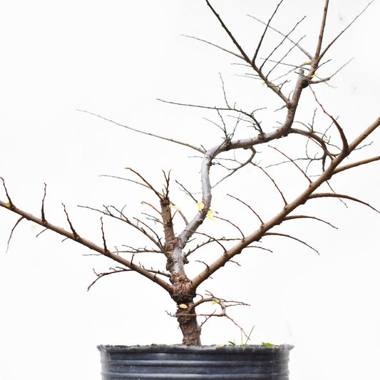 OLMO CHINO (Ulmus Parvifolia)