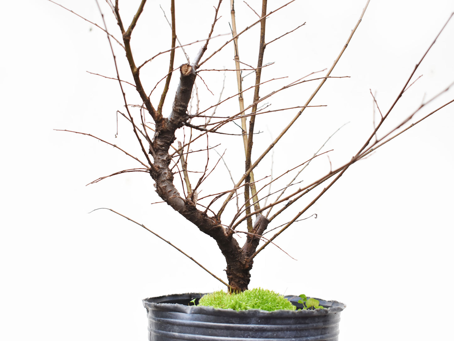 OLMO CHINO (Ulmus Parvifolia)