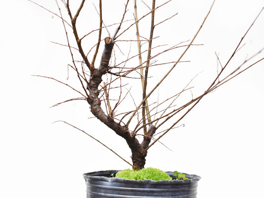 OLMO CHINO (Ulmus Parvifolia)