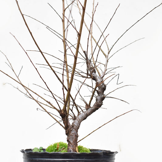 OLMO CHINO (Ulmus Parvifolia)