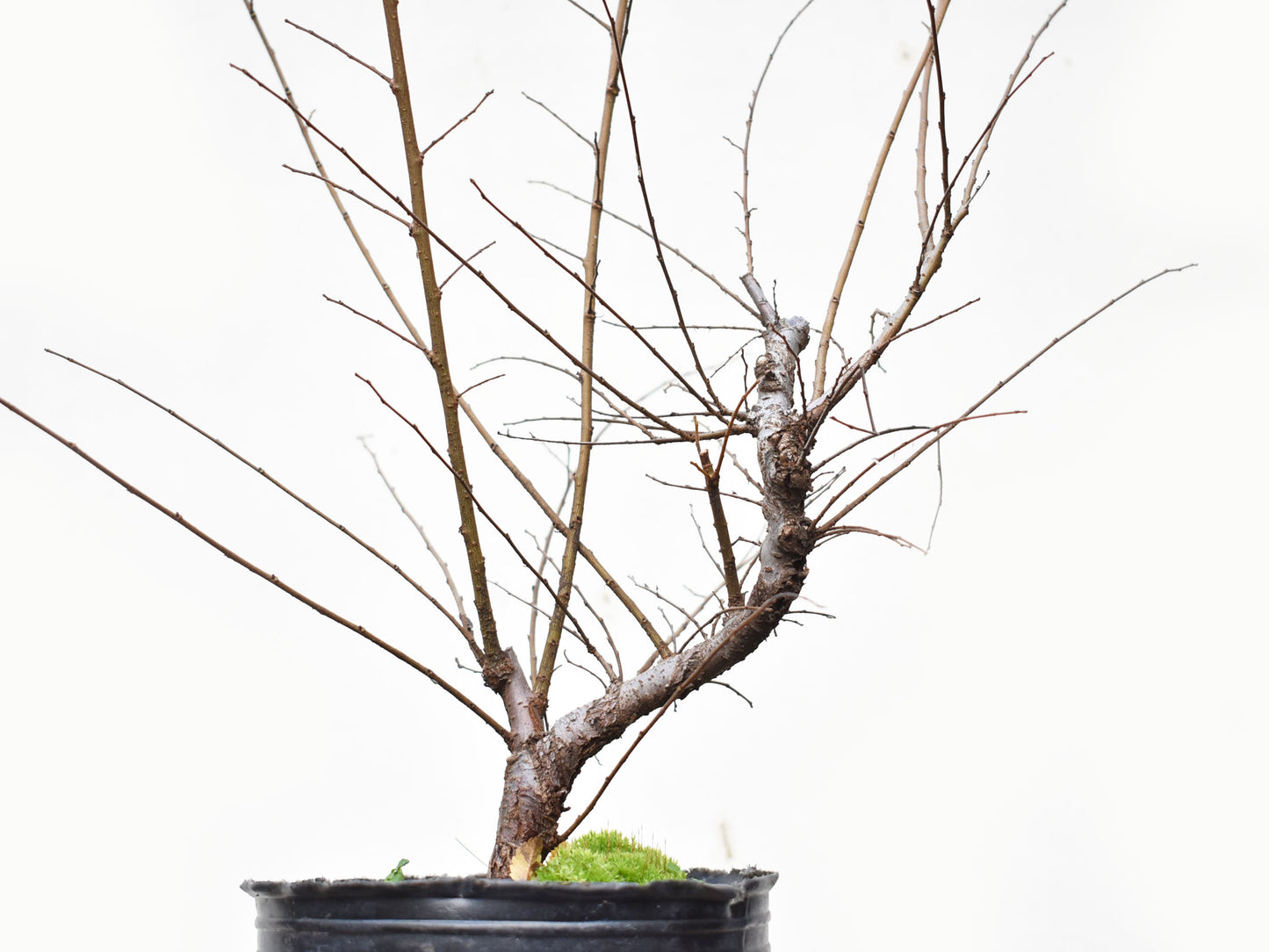 OLMO CHINO (Ulmus Parvifolia)