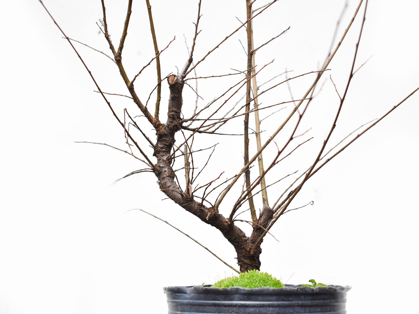 OLMO CHINO (Ulmus Parvifolia)