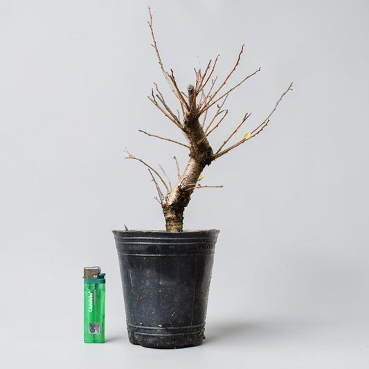 OLMO (Ulmus Minor)
