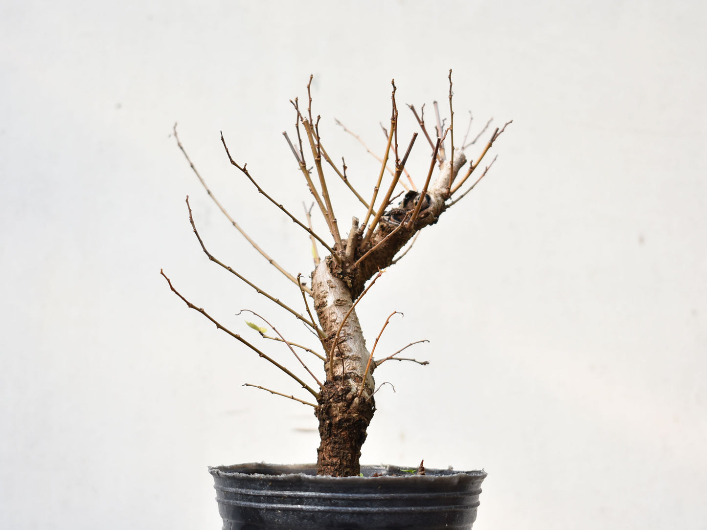 OLMO (Ulmus Minor)