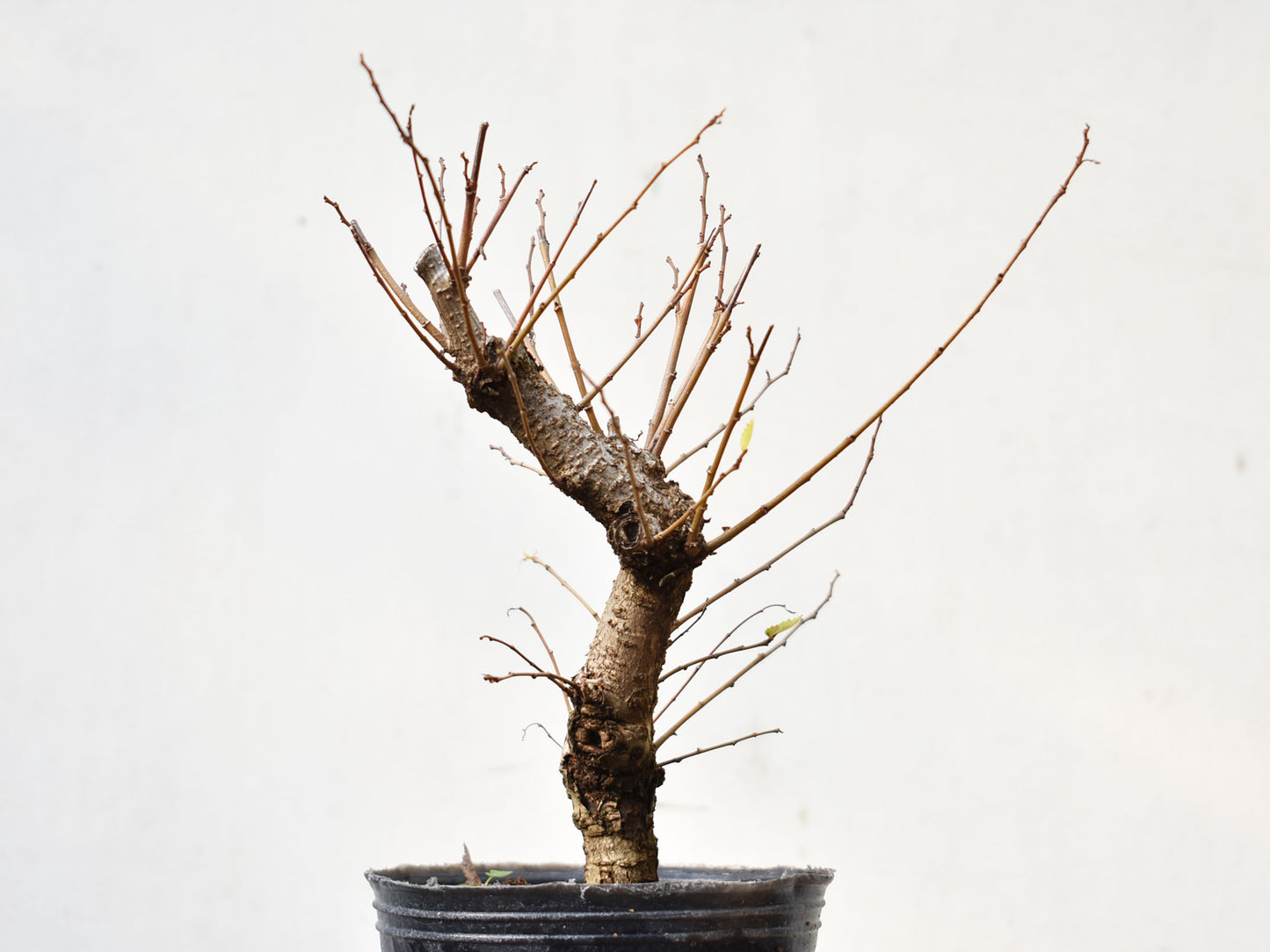 OLMO (Ulmus Minor)