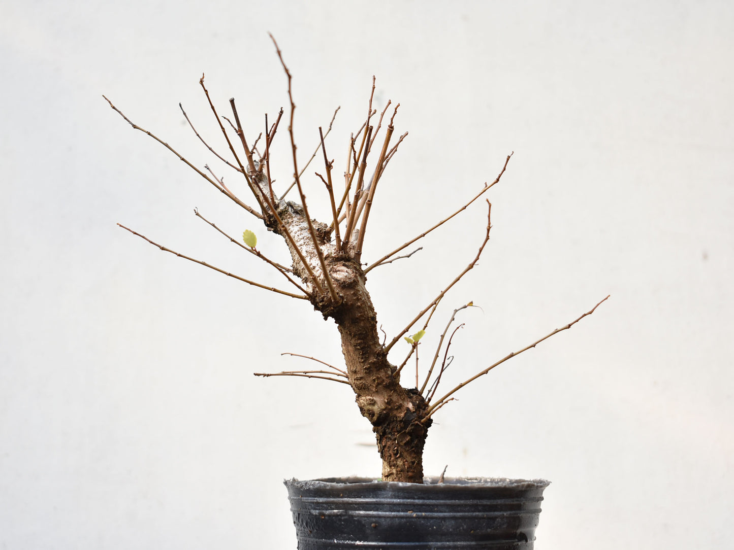 OLMO (Ulmus Minor)