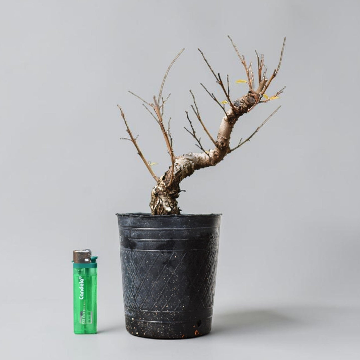 OLMO (Ulmus Minor)