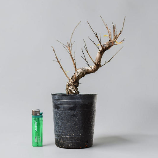 OLMO (Ulmus Minor)