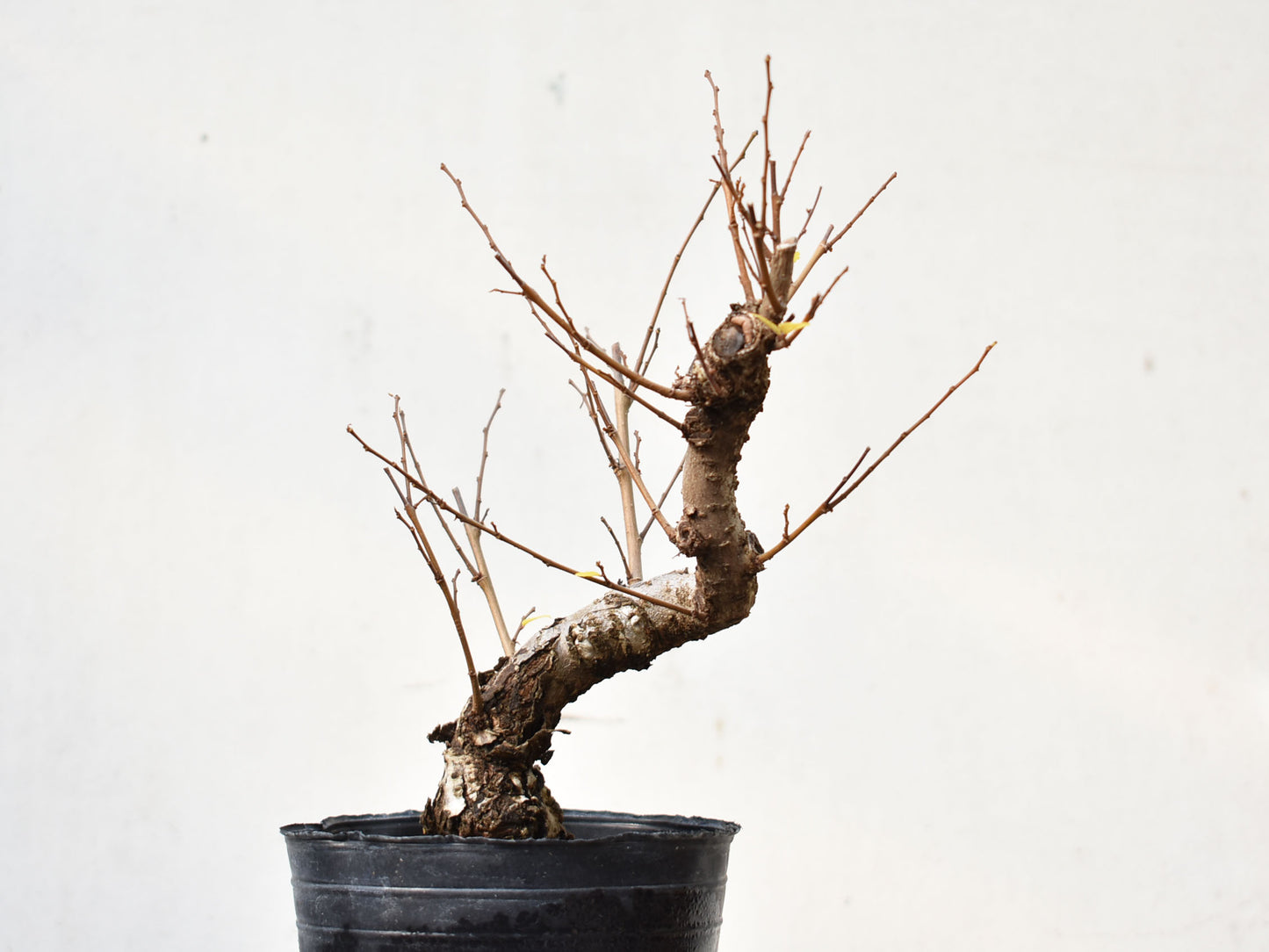 OLMO (Ulmus Minor)