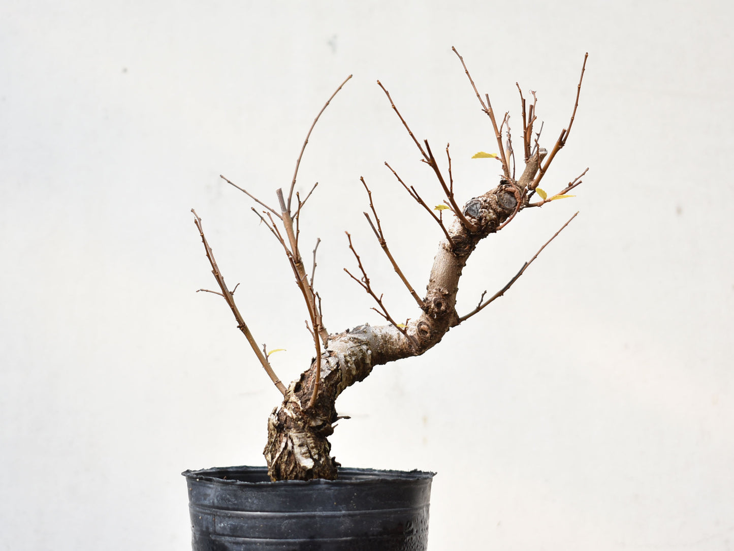 OLMO (Ulmus Minor)