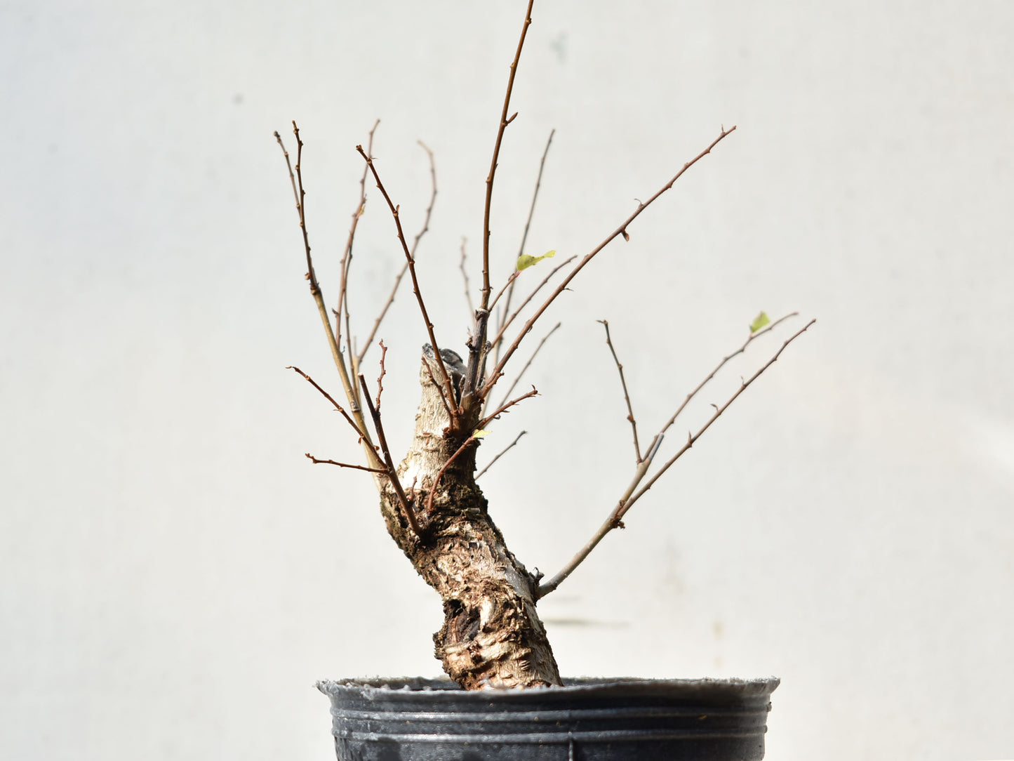OLMO (Ulmus Minor)