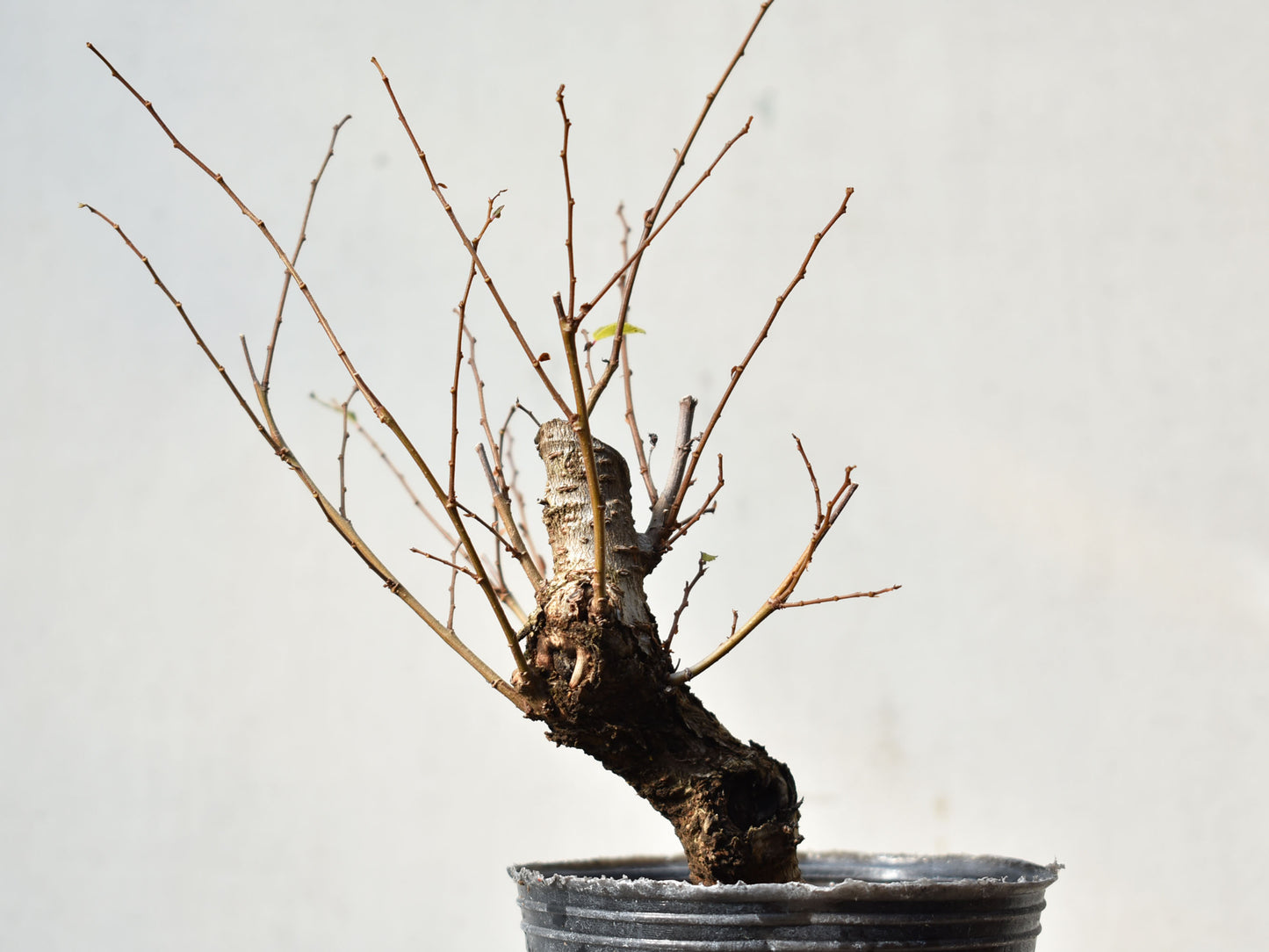 OLMO (Ulmus Minor)