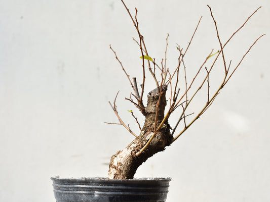 OLMO (Ulmus Minor)