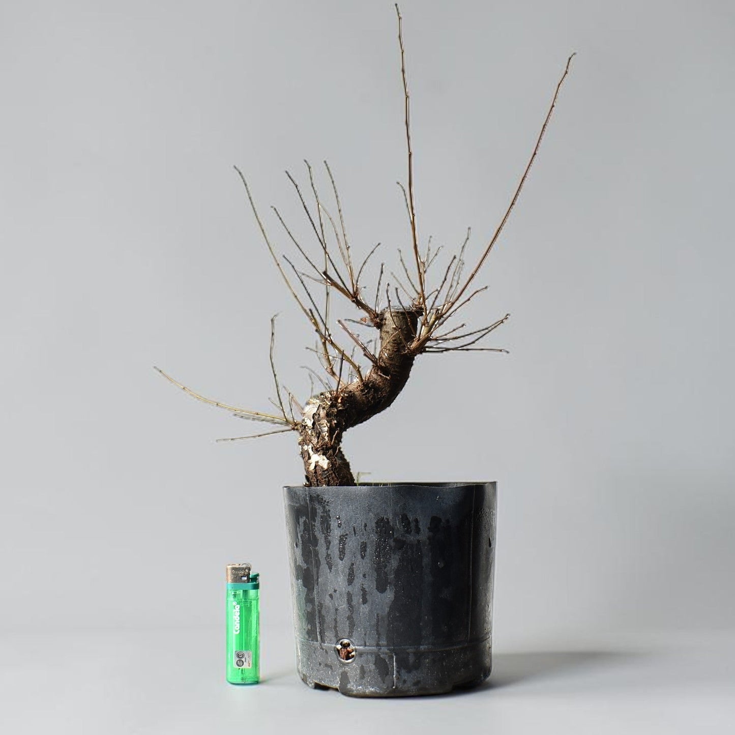 OLMO (Ulmus Minor)