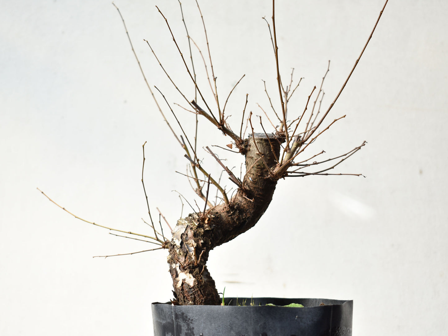 OLMO (Ulmus Minor)