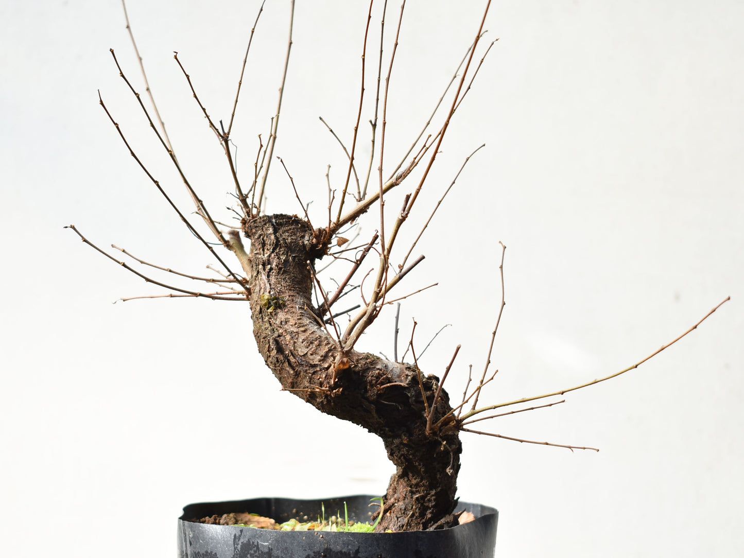 OLMO (Ulmus Minor)