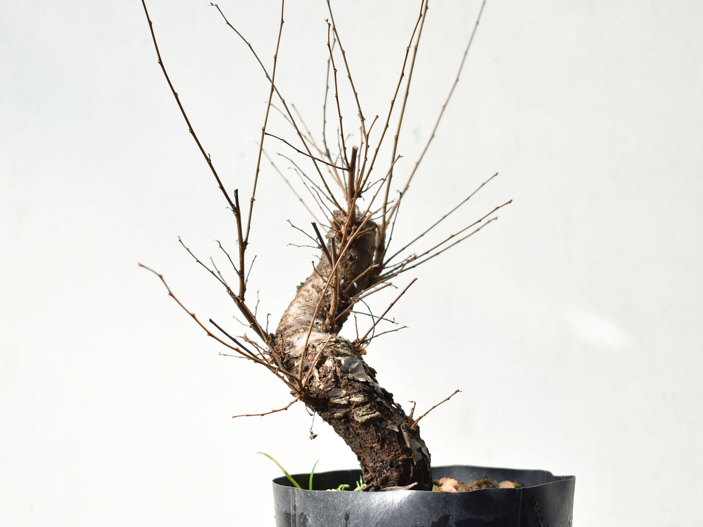 OLMO (Ulmus Minor)
