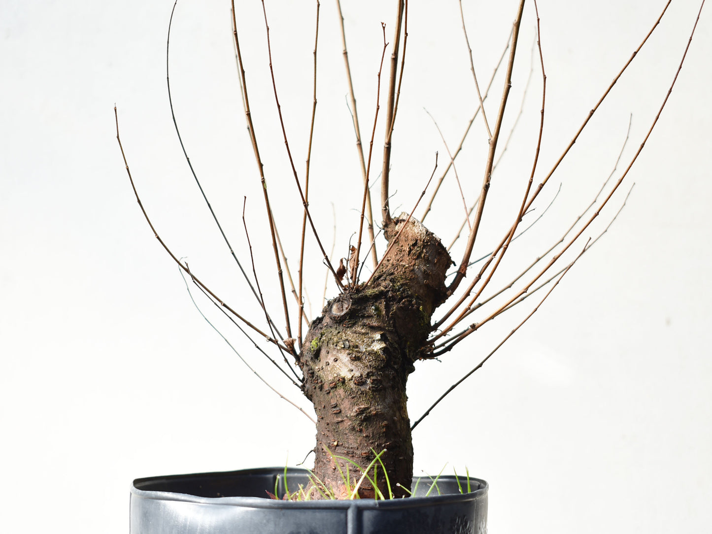 OLMO (Ulmus Minor)