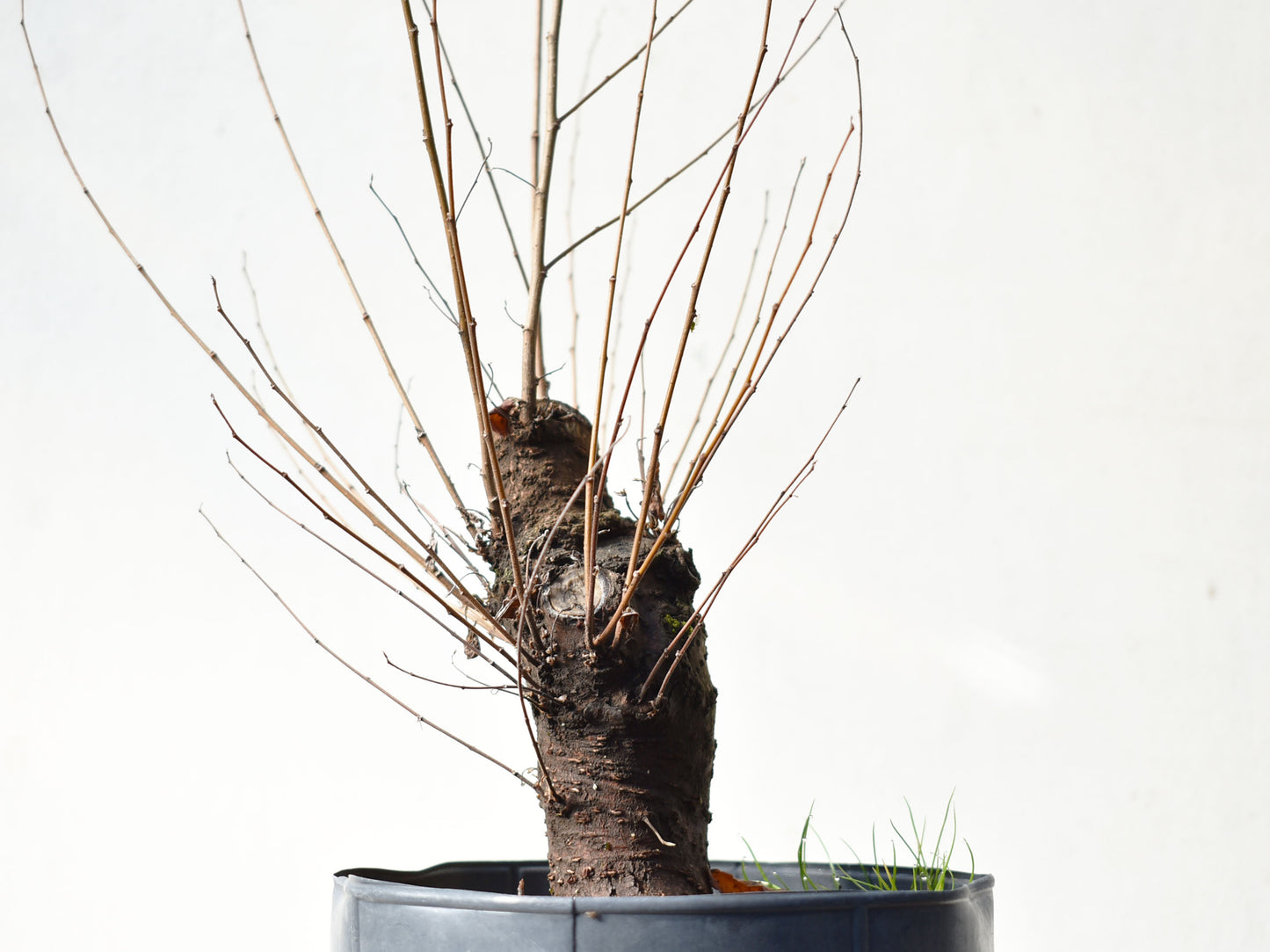 OLMO (Ulmus Minor)