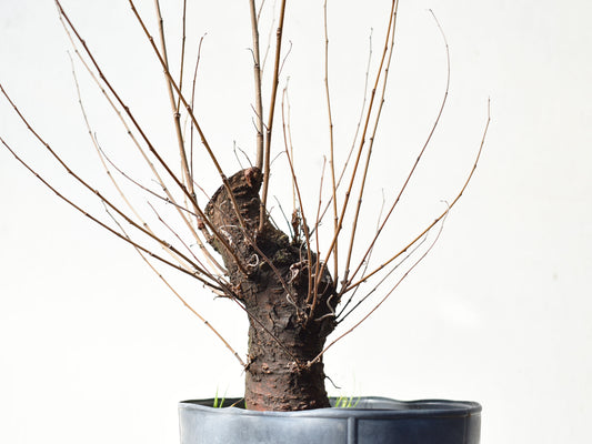 OLMO (Ulmus Minor)