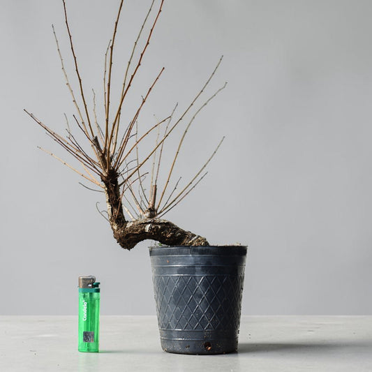 OLMO (Ulmus Minor)
