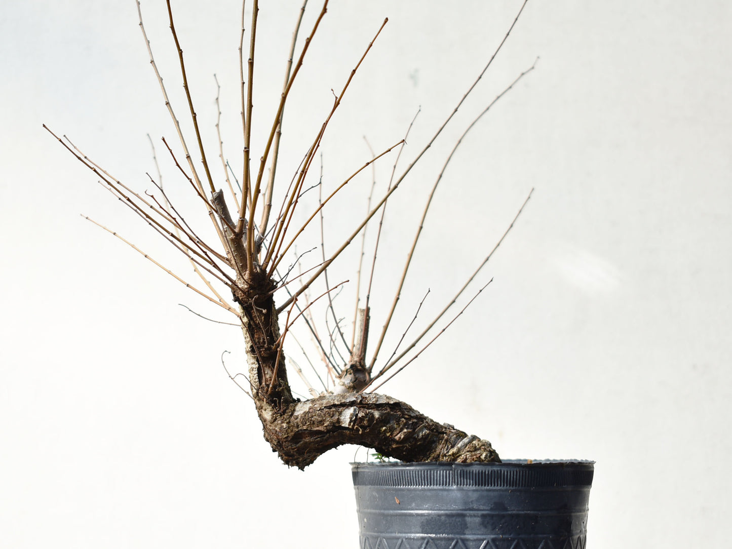 OLMO (Ulmus Minor)