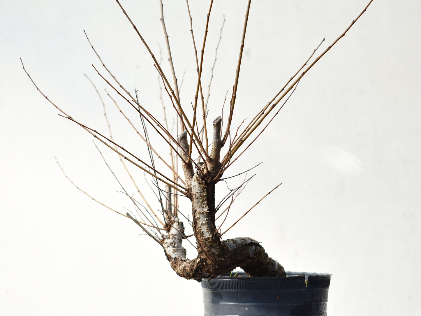 OLMO (Ulmus Minor)