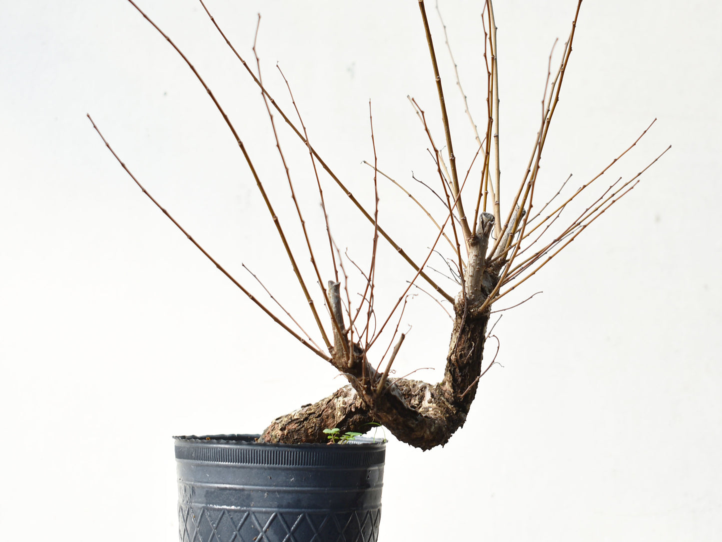 OLMO (Ulmus Minor)