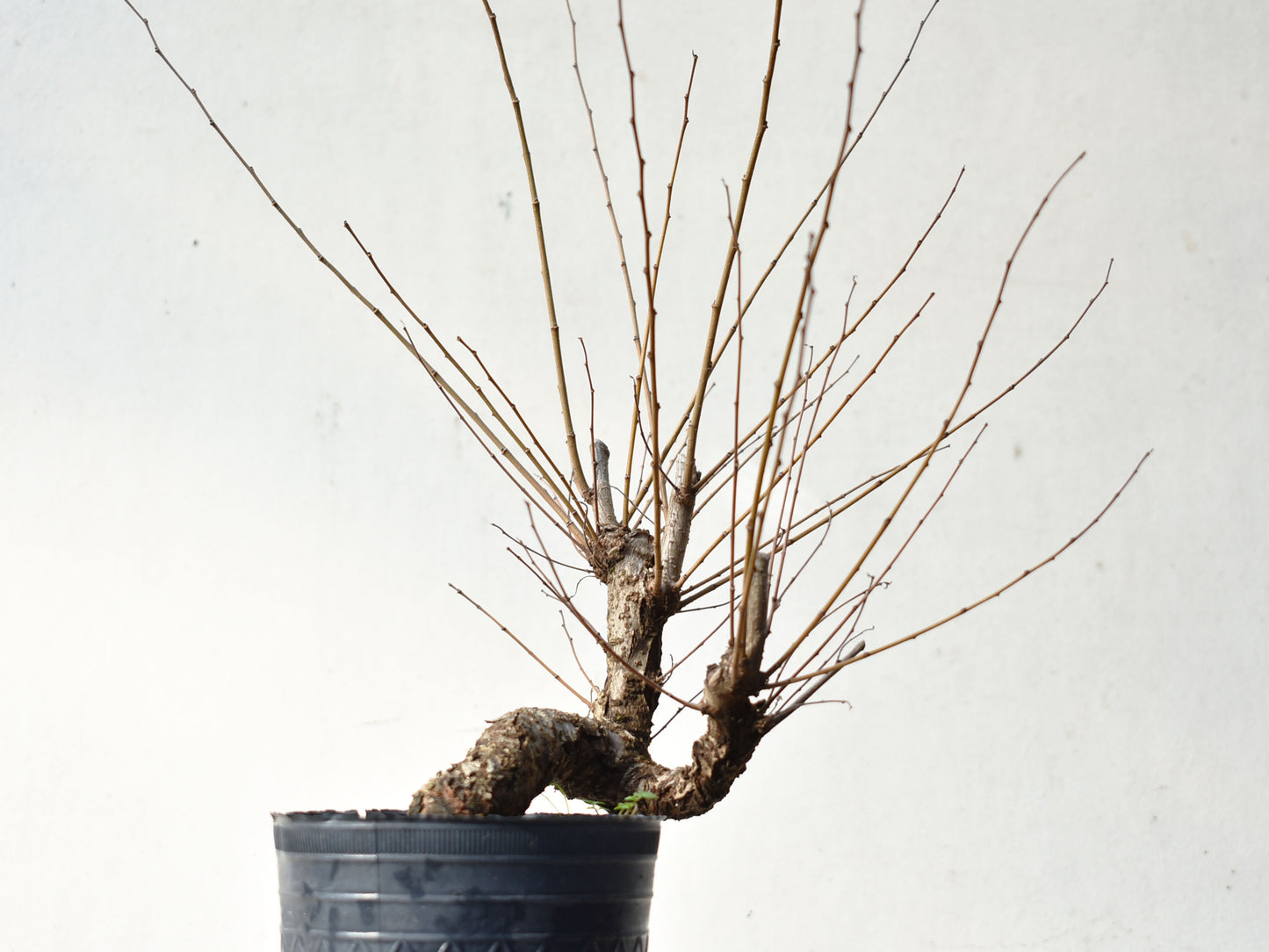 OLMO (Ulmus Minor)