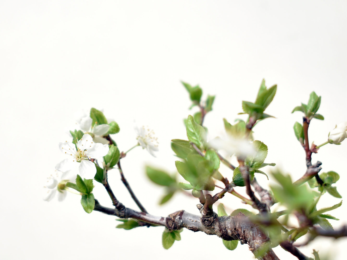 ENDRINO (Prunus Spinosa)