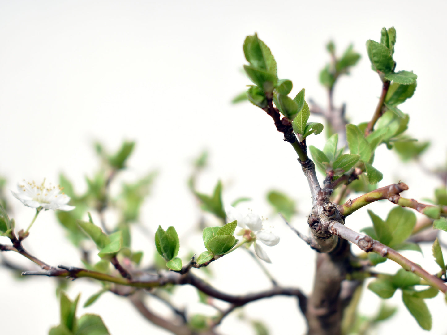 ENDRINO (Prunus Spinosa)