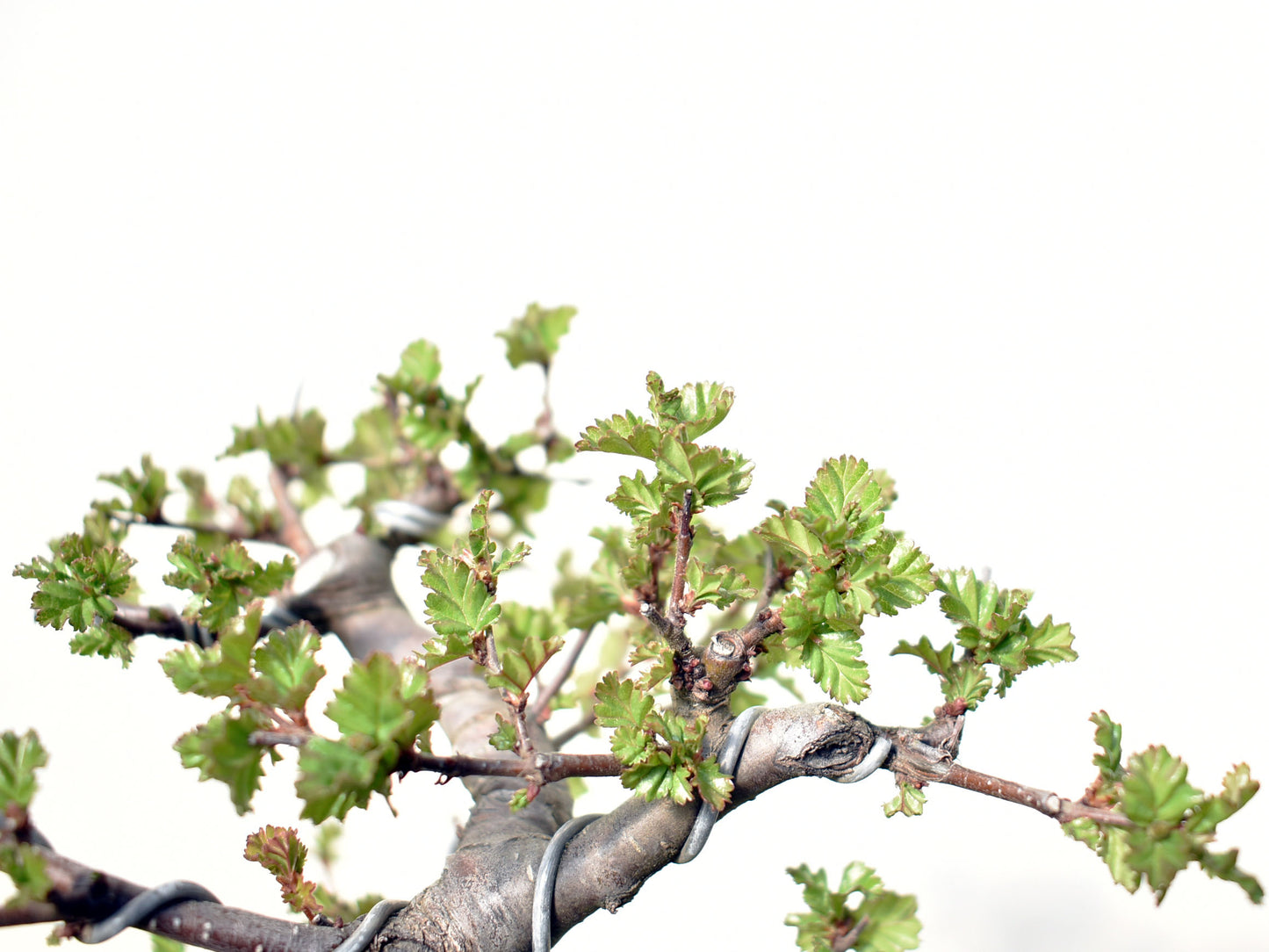 ÑIRE (Nothofagus Antarctica)