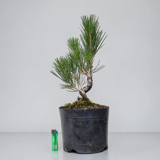 KUROMATSU (Pinus Thumbergii)