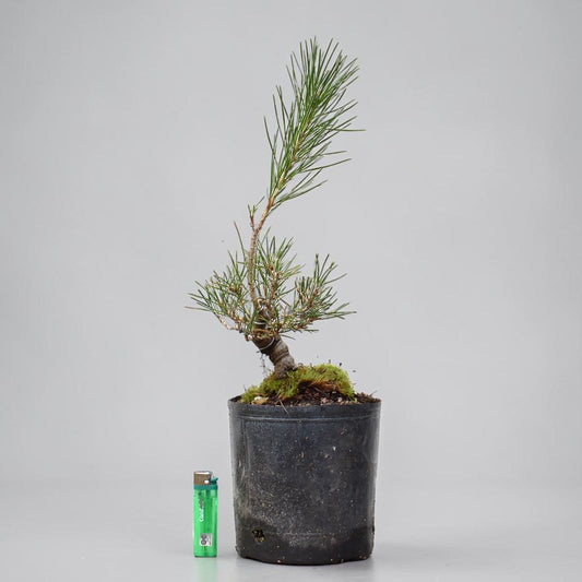 KUROMATSU (Pinus Thumbergii)