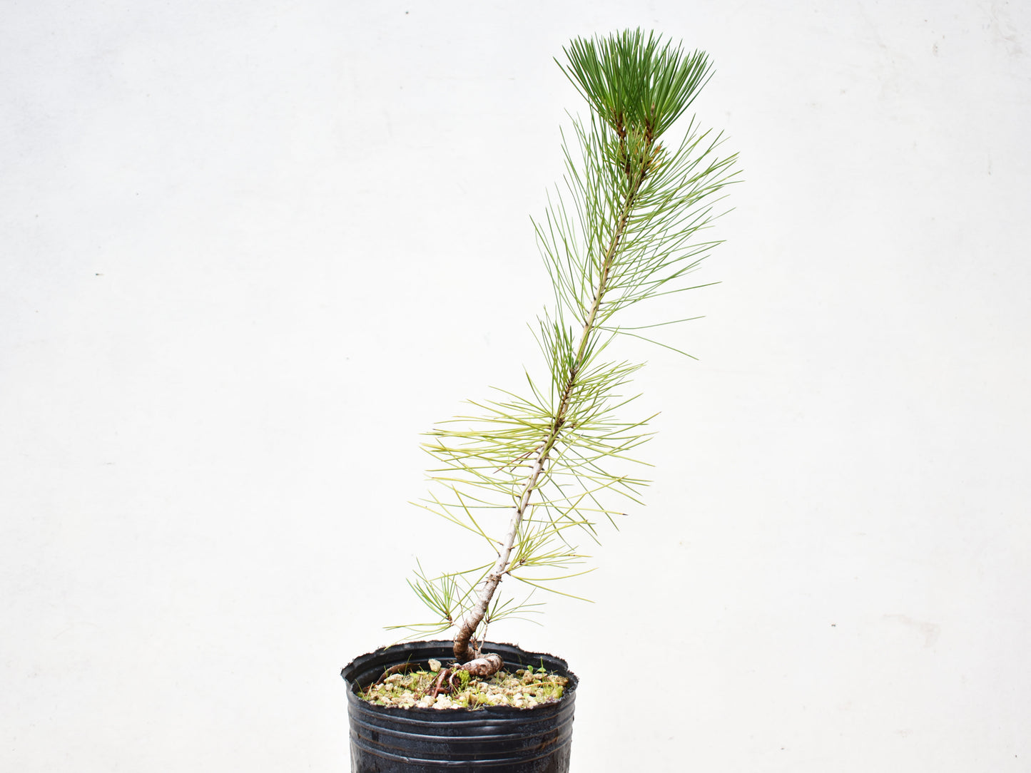 PINO NEGRO (Pinus Thumbergii)