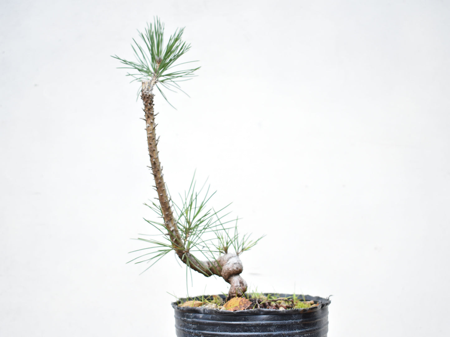 PINO NEGRO (Pinus Thumbergii)