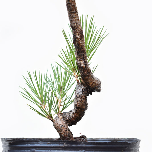 PINO NEGRO (Pinus Thumbergii)
