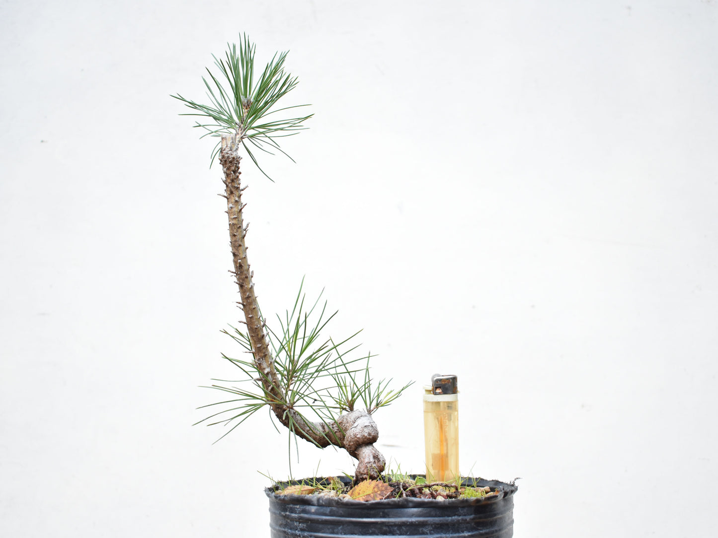 PINO NEGRO (Pinus Thumbergii)