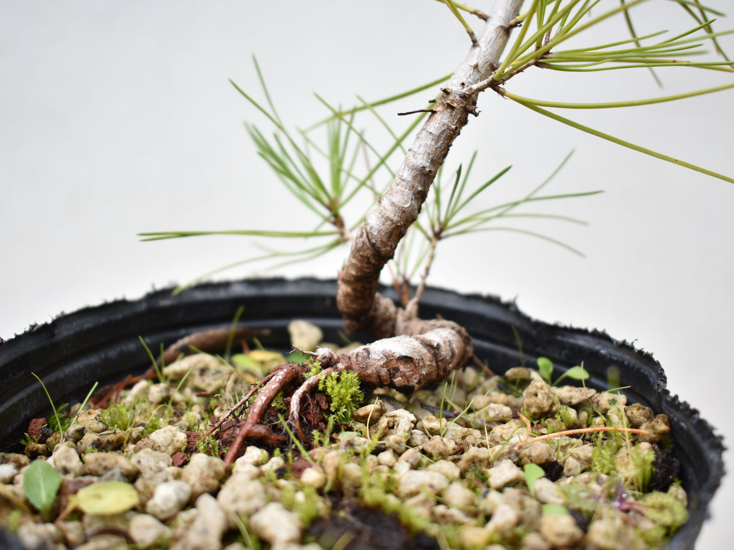 PINO NEGRO (Pinus Thumbergii)