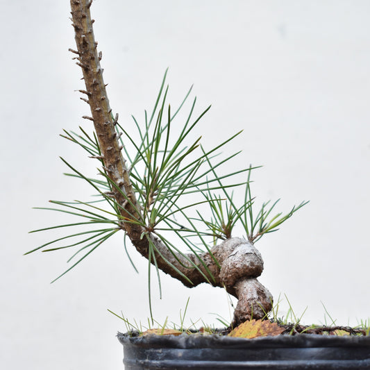 PINO NEGRO (Pinus Thumbergii)