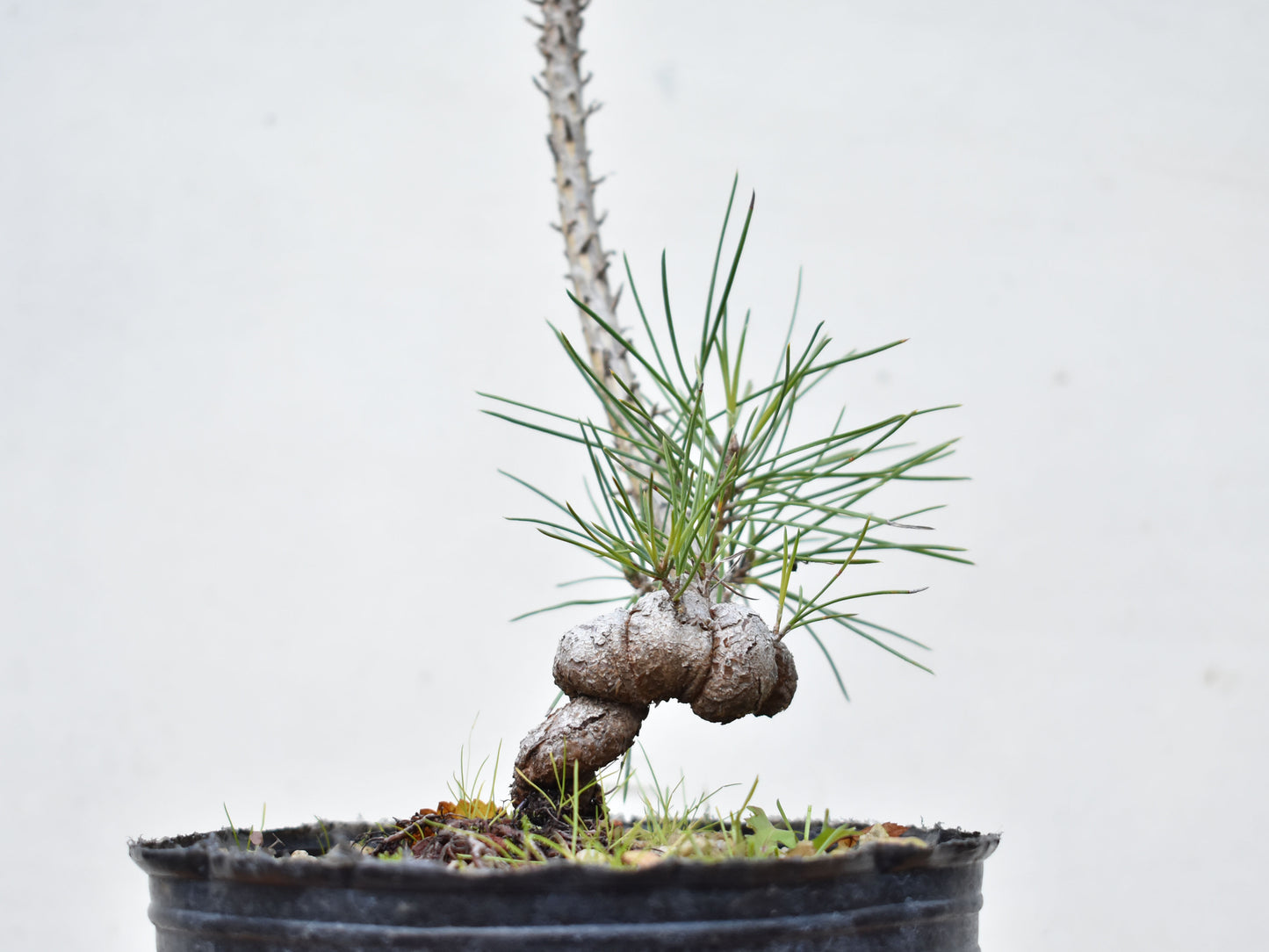 PINO NEGRO (Pinus Thumbergii)