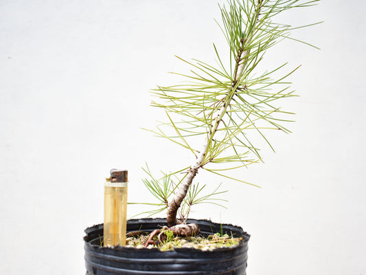 PINO NEGRO (Pinus Thumbergii)