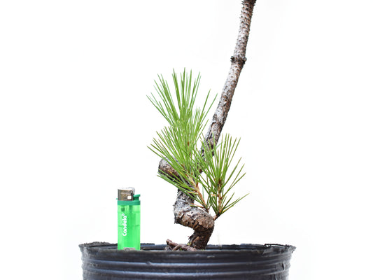 PINO NEGRO (Pinus Thumbergii)