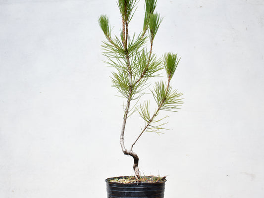 PINO NEGRO (Pinus Thumbergii)